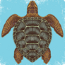 Hand Drawn Sea Turtle Sticker