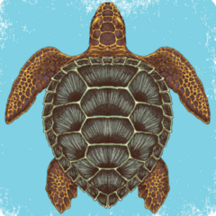 Hand Drawn Sea Turtle Sticker