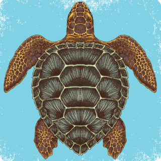 Hand Drawn Sea Turtle Sticker