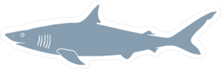Hand Drawn Shark Sticker