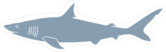 Hand Drawn Shark Sticker