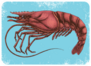 Hand Drawn Shrimp On Blue Sticker