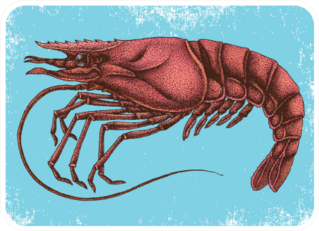 Hand Drawn Shrimp On Blue Sticker