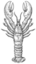 Hand Drawn Sketch Lobster Illustration Sticker