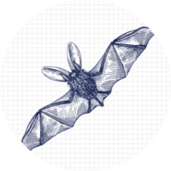 Hand-drawn Sketch Of A Bat While Flying Sticker