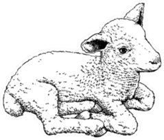 Hand Drawn Sketch Of A Cute Little Lamb Sticker