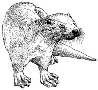 Hand Drawn Sketch Of A Smooth Coated Otter Sticker