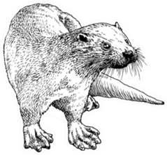 Hand Drawn Sketch Of A Smooth Coated Otter Sticker