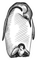 Hand Drawn Sketch Of Adult Penguin With Baby Sticker