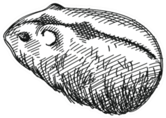 Hand-drawn Sketch Of Domestic Hamster Sticker