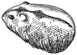 Hand-drawn Sketch Of Domestic Hamster Sticker