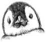 Hand Drawn Sketch Of Penguin Baby Face Sticker