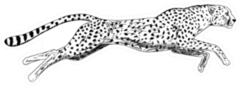 Hand Drawn Sketch Of Running Cheetah Sticker