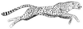 Hand Drawn Sketch Of Running Cheetah Sticker
