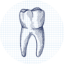 Hand-drawn Sketch Of Whole Tooth Sticker