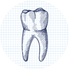 Hand-drawn Sketch Of Whole Tooth Sticker