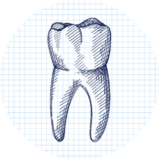 Hand-drawn Sketch Of Whole Tooth Sticker