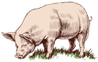 Hand Drawn Sketch Pig Sticker