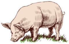 Hand Drawn Sketch Pig Sticker