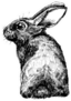 Hand Drawn Sketch Rabbit Sticker