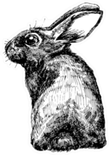 Hand Drawn Sketch Rabbit Sticker