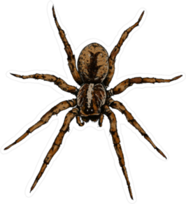 Hand Drawn Spider Illustration Sticker