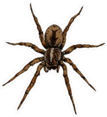 Hand Drawn Spider Illustration Sticker