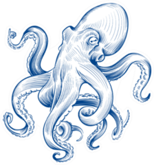 Hand Drawn Squid Engraved Ocean Animal Sticker