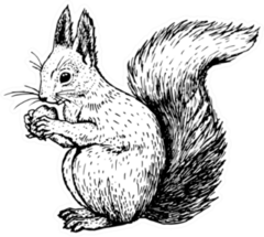 Hand Drawn Squirrel Retro Realistic Sticker