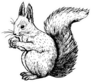 Hand Drawn Squirrel Retro Realistic Sticker
