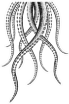 Hand Drawn Tentacle Illustrations Sticker