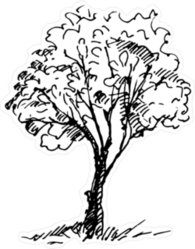 Hand Drawn Tree Sketch Sticker