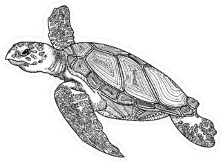 Hand Drawn Turtle Sticker