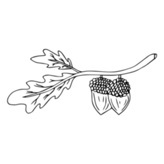 Hand Drawn Vintage Acorn In Canada Sticker