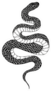 Hand Drawn Vintage Snake Illustration Sticker