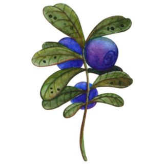 Hand Drawn Watercolor Blueberry