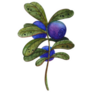Hand Drawn Watercolor Blueberry