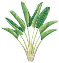 Hand Drawn Watercolor Palm Tree Sticker
