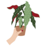 Hand Holding a Spotted Begonia Indoor Plant Sticker