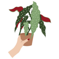 Hand Holding a Spotted Begonia Indoor Plant Sticker