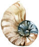 Hand Paint Watercolor Seashell Detailed Sticker