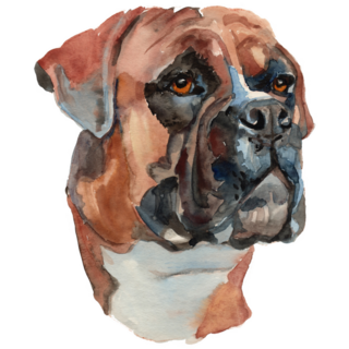 Hand Painted Boxer Sticker