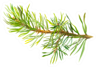 Hand Painted Spruce Branch Sticker