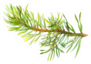 Hand Painted Spruce Branch Sticker