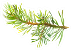 Hand Painted Spruce Branch Sticker