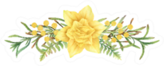 Hand-painted Watercolor Daffodils Combination Sticker