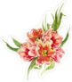 Hand Painted Watercolor Floral Tulip Sticker