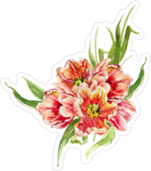 Hand Painted Watercolor Floral Tulip Sticker