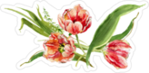 Hand Painted Watercolor Tulip Sticker