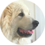 Handsome Adult Pyr Sticker
